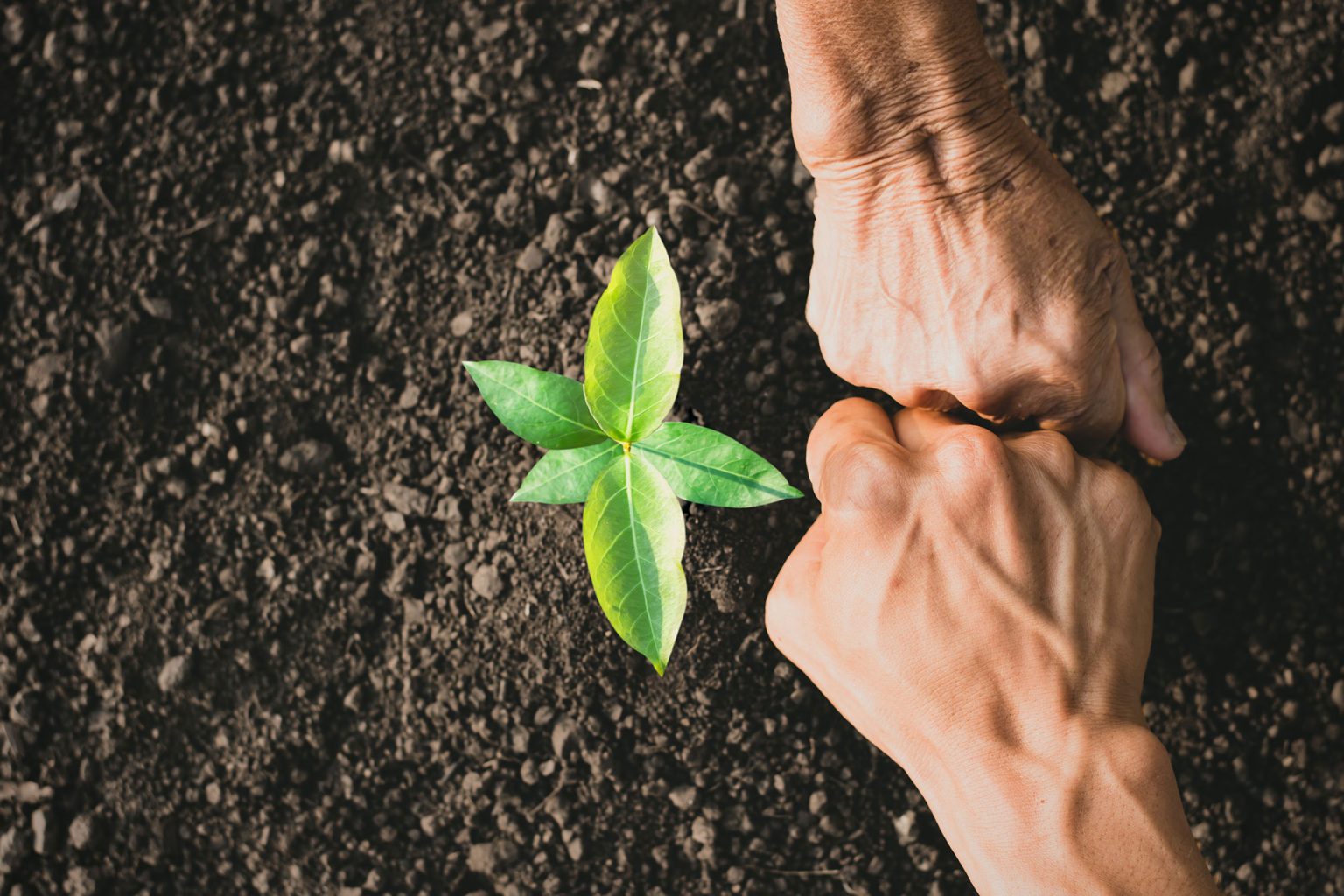 the-hands-of-the-young-man-and-the-old-woman-are-showing-unity-in-helping-to-plant-trees